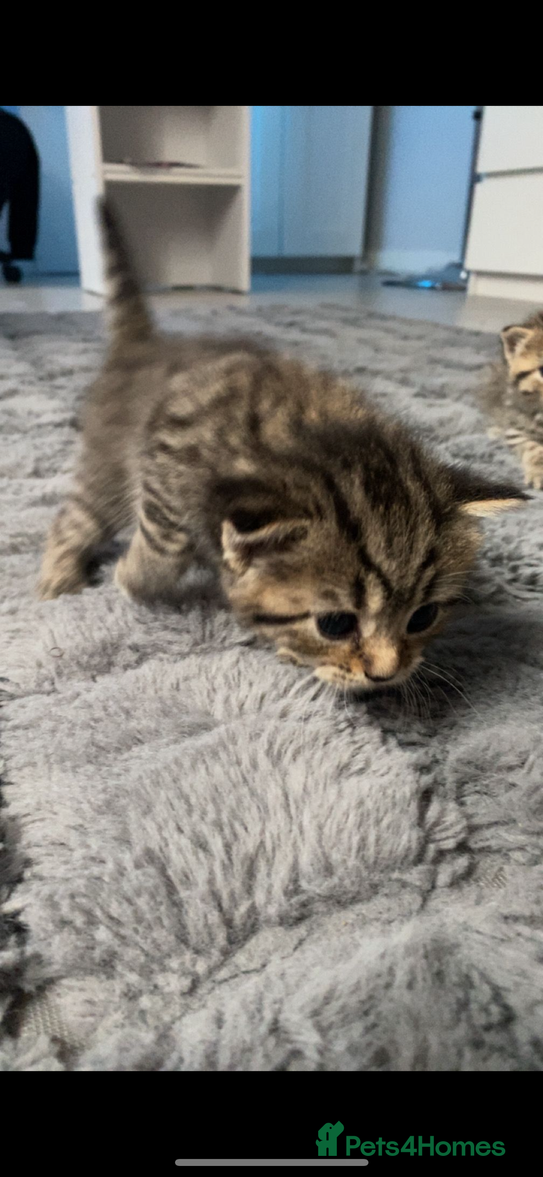 Bengal cats for sale: 4 bengals 2 black/white ready in time for  **   - Advert 11