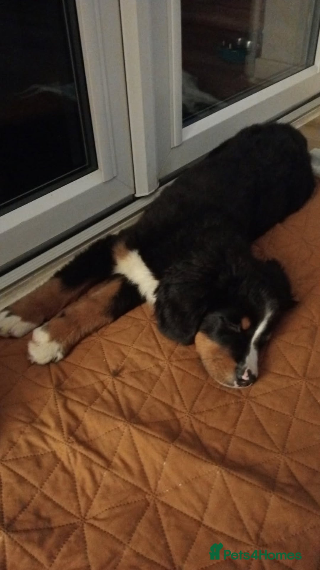 Bernese Mountain Dog dogs for sale: Bernese Mountain  - Advert 4