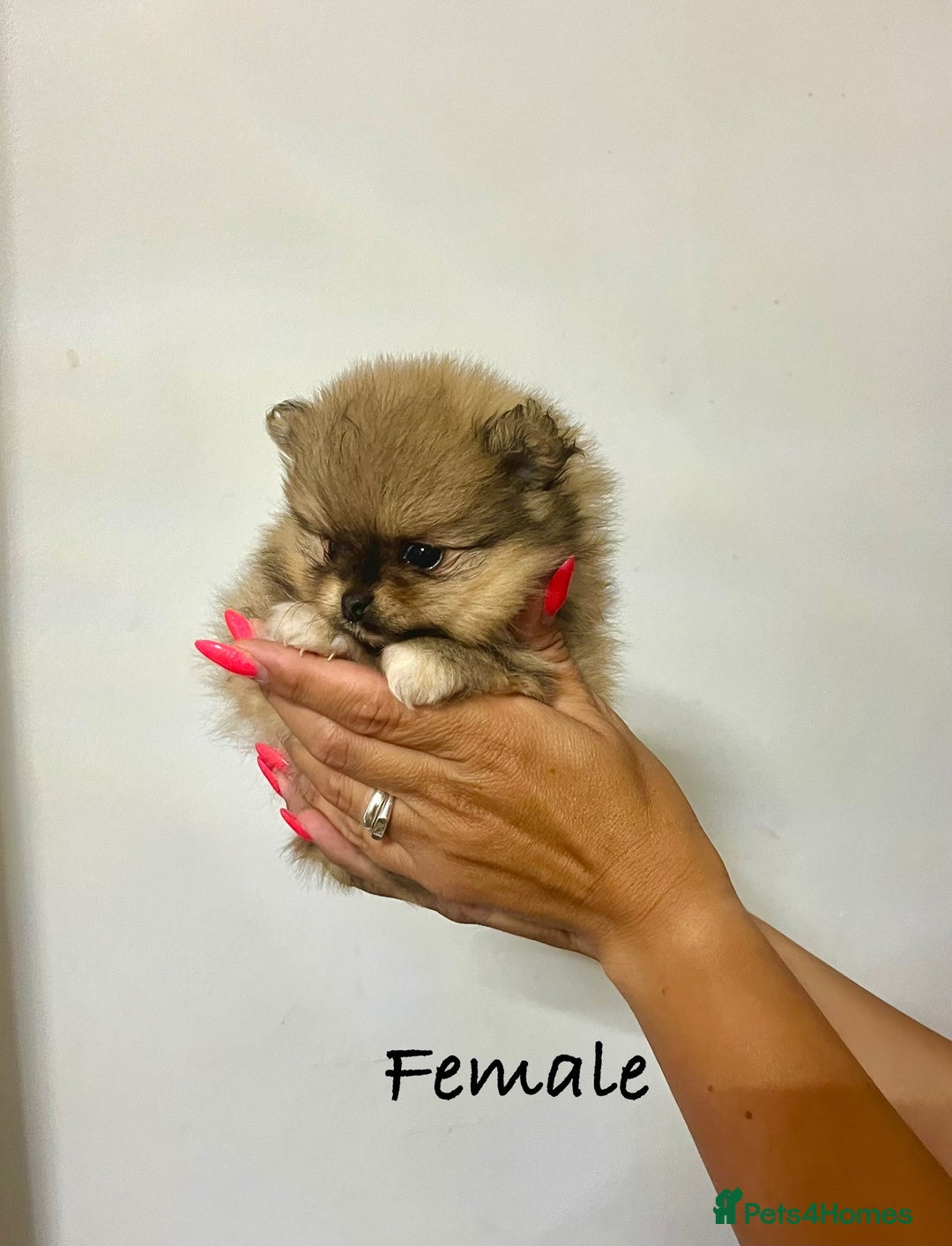 Pomeranian dogs for sale: 💎 Golden Colour Very Small Teddy Face 💎 - Image 15