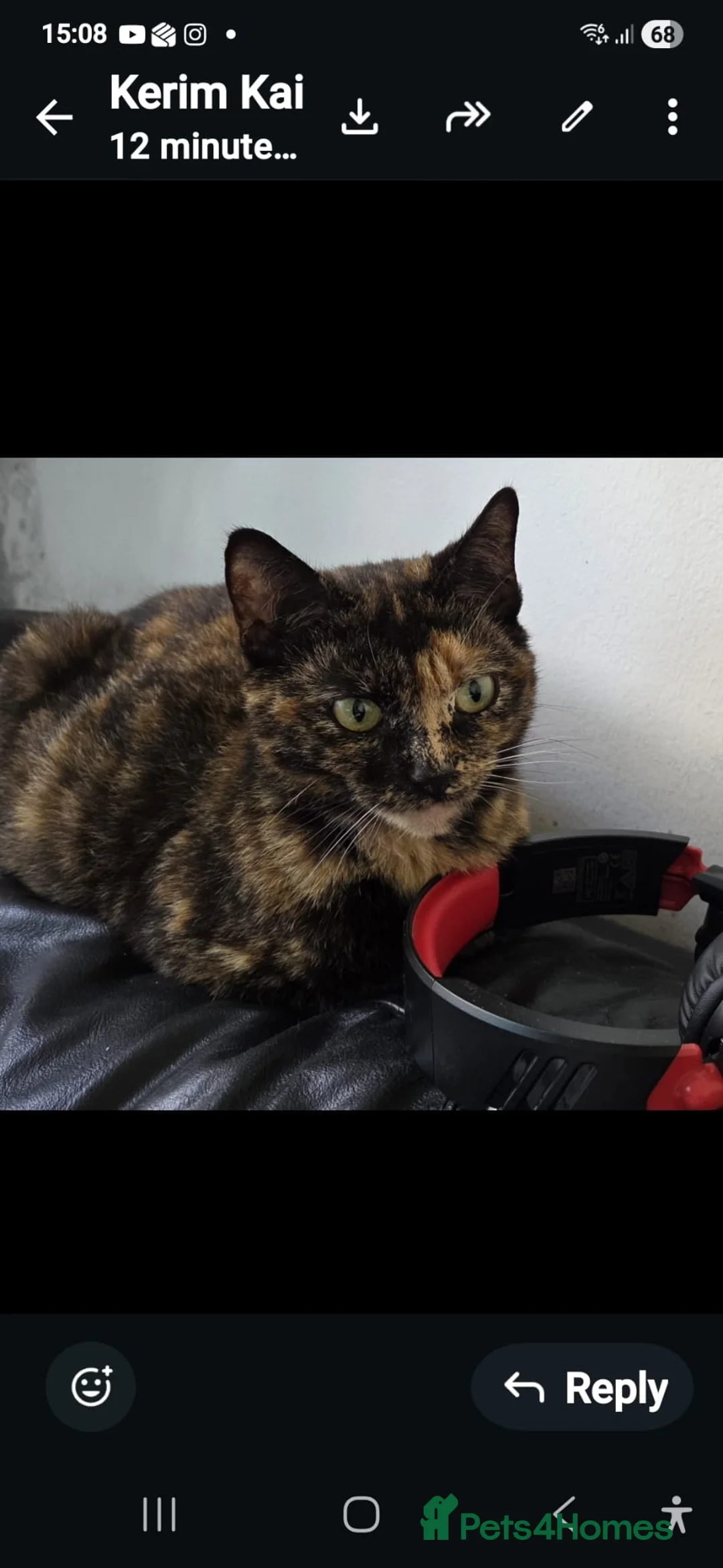 Mixed Breed cats for sale: Mixed breed cat - Advert 4