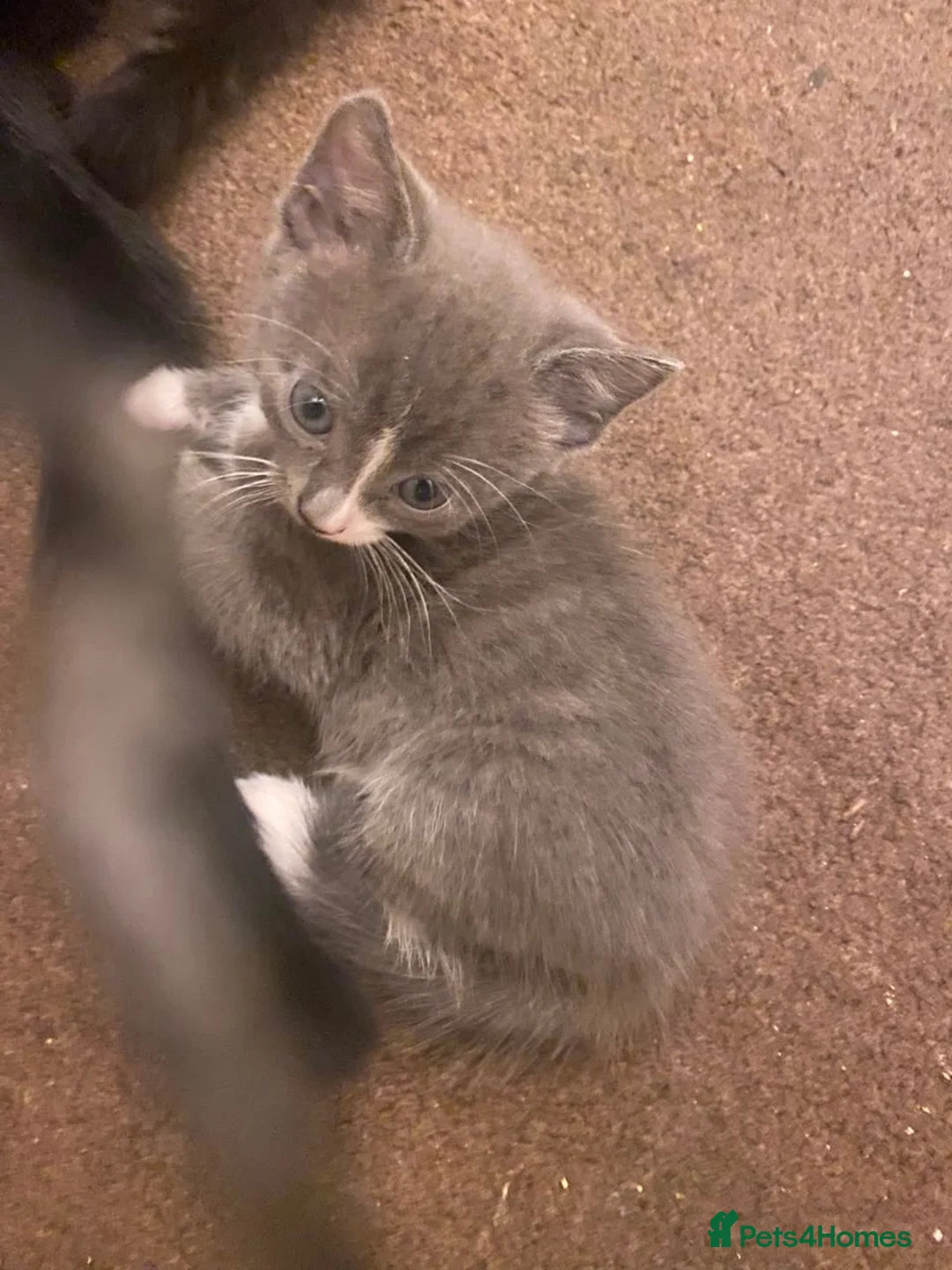 Mixed Breed cats for sale:   Beautiful 7-Week-Old Kittens Looking for Loving  in Birmingham - Advert 1
