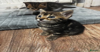 Bengal cats - Advert 11