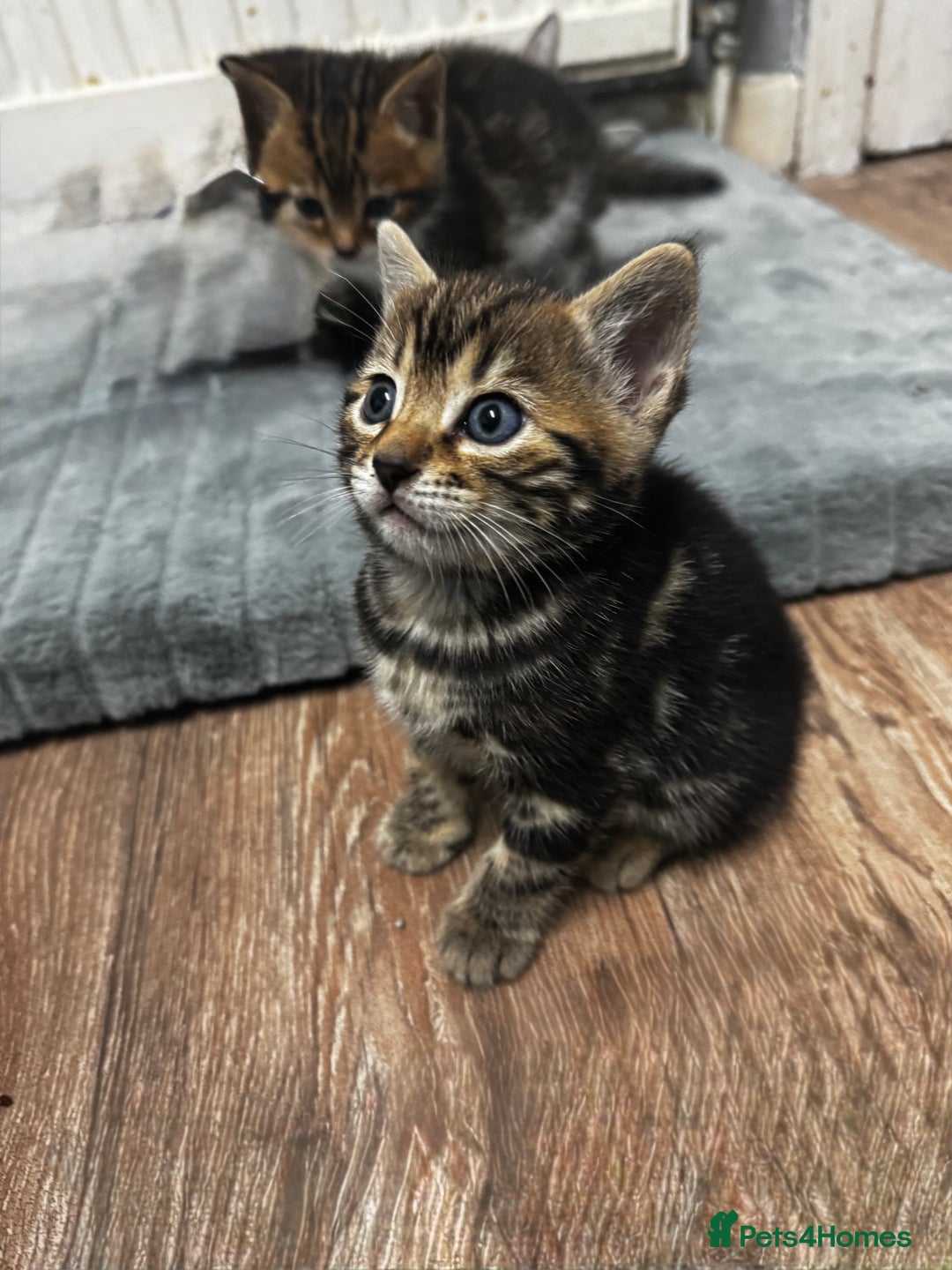 Bengal cats for sale: Half bengal kittens - Image 3
