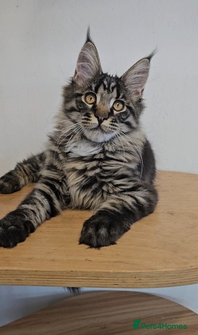 Maine Coon cats Pedigree Maine Coon boy - Advert 2