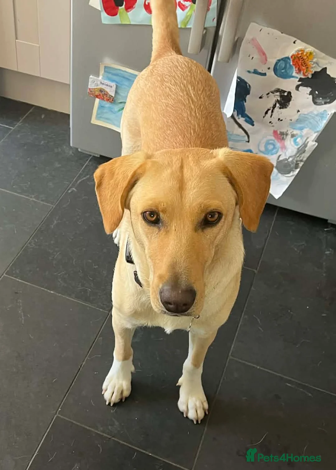 Mixed Breed dogs for adoption: LILY - Nearly 2 Years Old, Lab Mix Girl - Advert 1