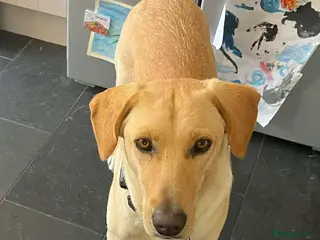 Mixed Breed dogs LILY - Nearly 2 Years Old, Lab Mix Girl - Advert 3