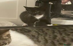 Mixed Breed cats for sale: Mixed breed including Siamese tuxedo girl - Image 2