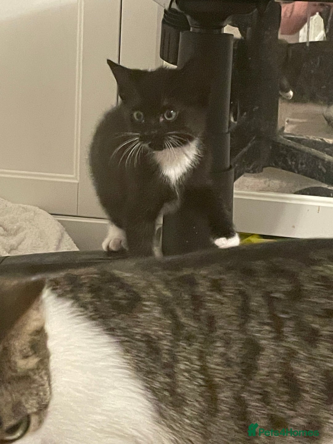 Mixed Breed cats for sale: Mixed breed including Siamese tuxedo girl - Image 2