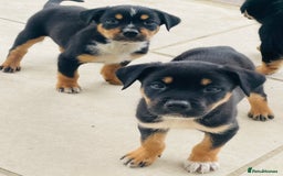 Rottweiler dogs for sale: 5 beautiful Rottweiler X puppies  - Image 1
