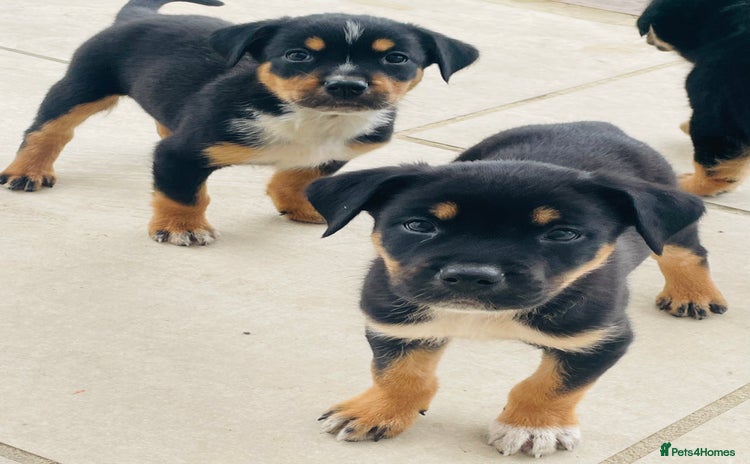 Rottweiler dogs - Advert 3