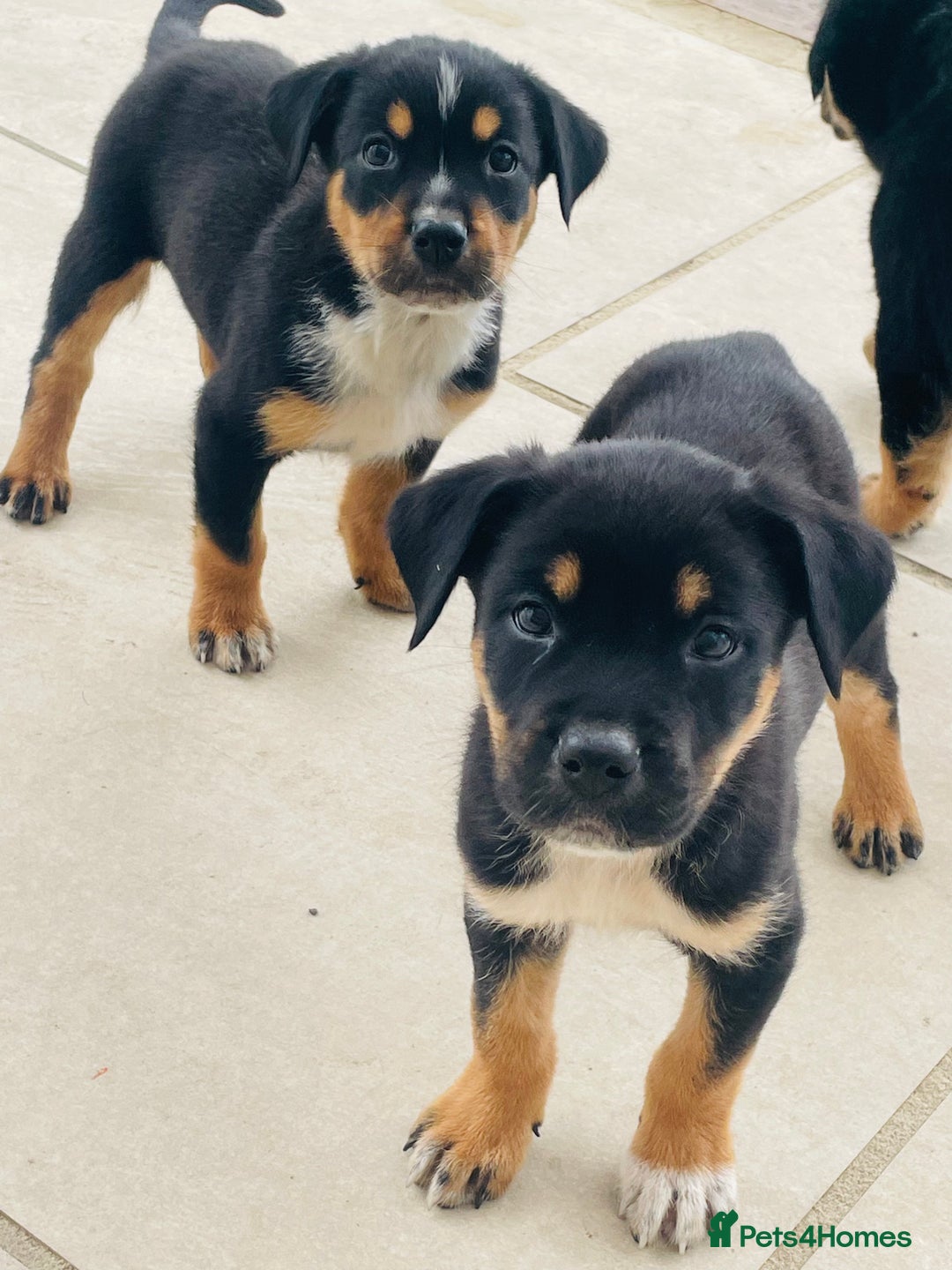 Rottweiler dogs for sale: 5 beautiful Rottweiler X puppies  - Image 1
