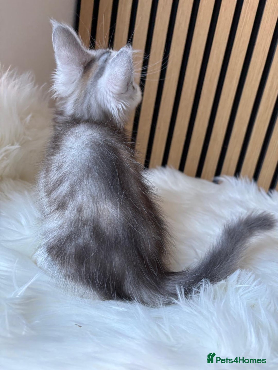 Maine Coon cats for sale: XL Maine Coon Kittens for Sale – TICA Reg - Advert 38