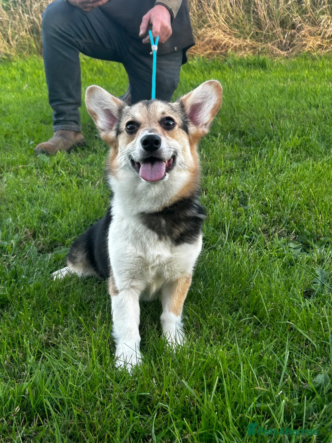 Welsh Corgi Pembroke dogs for sale: Bonnie - 1 1/2 year old Tri-Coloured Female  - Advert 4