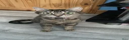 British Shorthair cats for sale: Two beautiful kittens - Advert 2