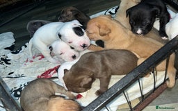 American Bull Staffy dogs for sale: Beautiful American bulldog x staff puppies   - Image 6