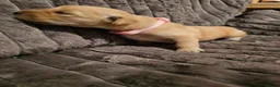 Golden Retriever dogs for sale: Golden Retriever puppys in Harrow London  - Advert 29