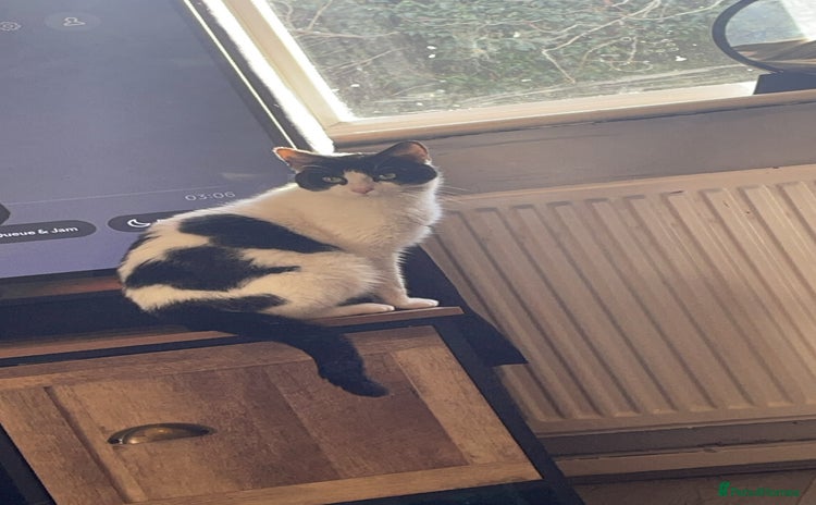 Mixed Breed cats - Advert 15