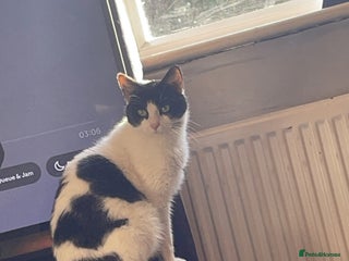 Mixed Breed cats for sale - Advert 1