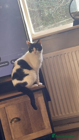 Mixed Breed cats - Advert 15