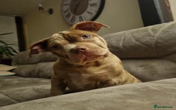 American Bully dogs for sale: Gugo American bully chocolate merle  - Advert 3