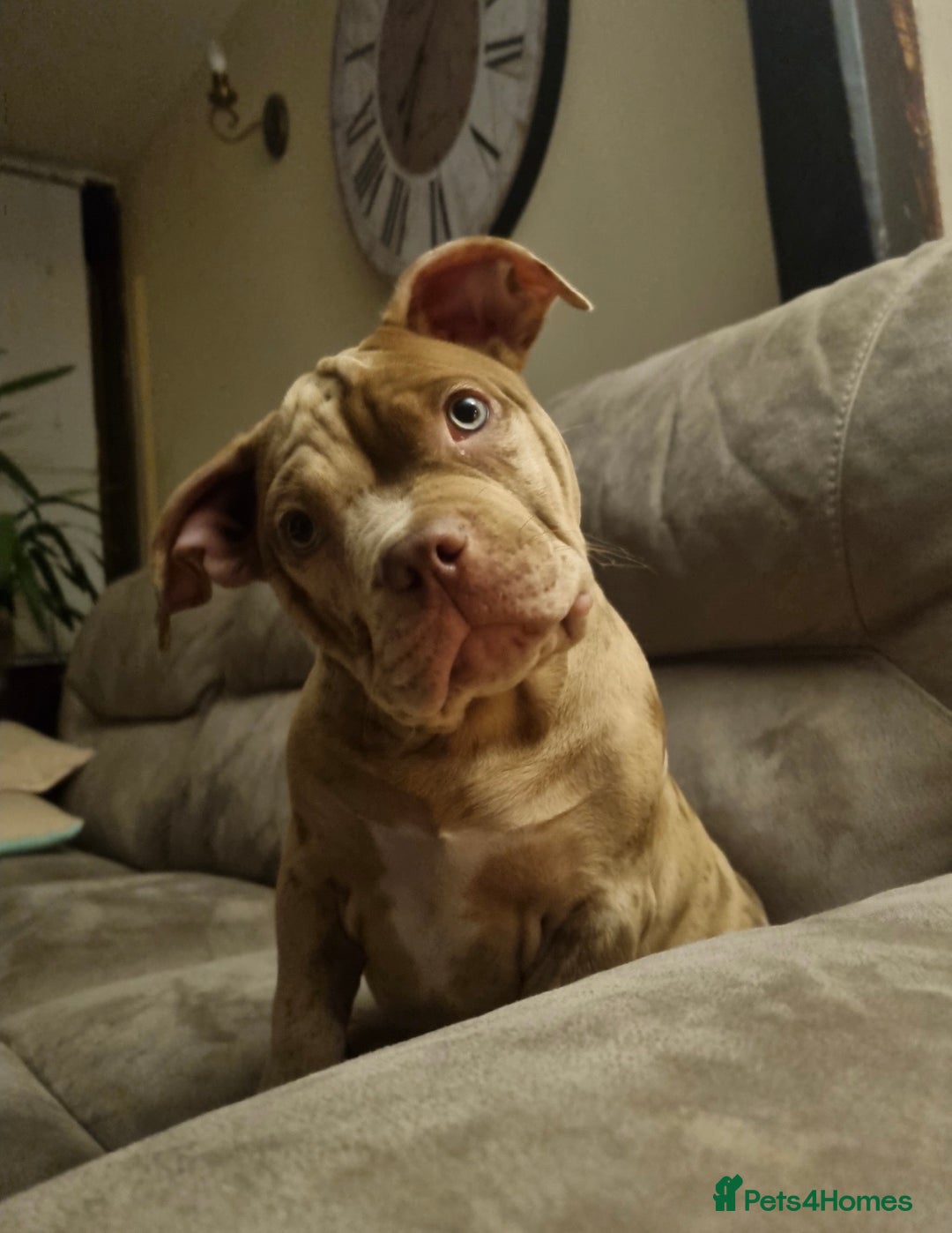 American Bully dogs for sale: Gugo American bully chocolate merle  - Advert 3