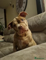 American Bully dogs Gugo American bully chocolate merle - Advert 3