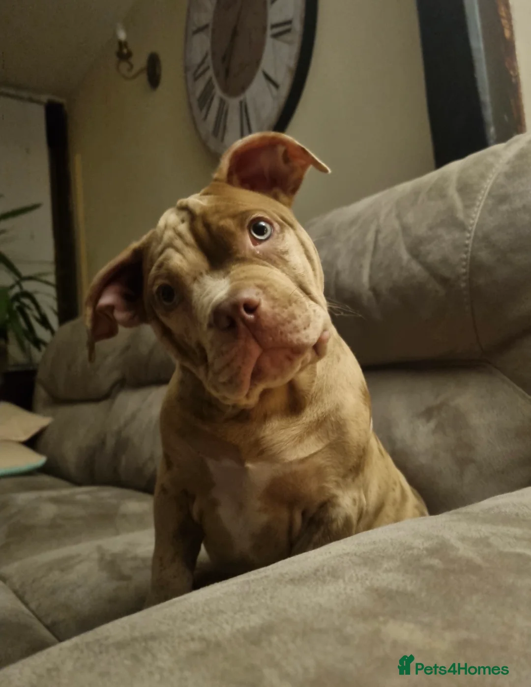 American Bully dogs for sale: Gugo American bully chocolate merle  - Advert 3