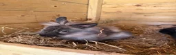 Mixed Breed rabbits for sale: Rabbits - Advert 20