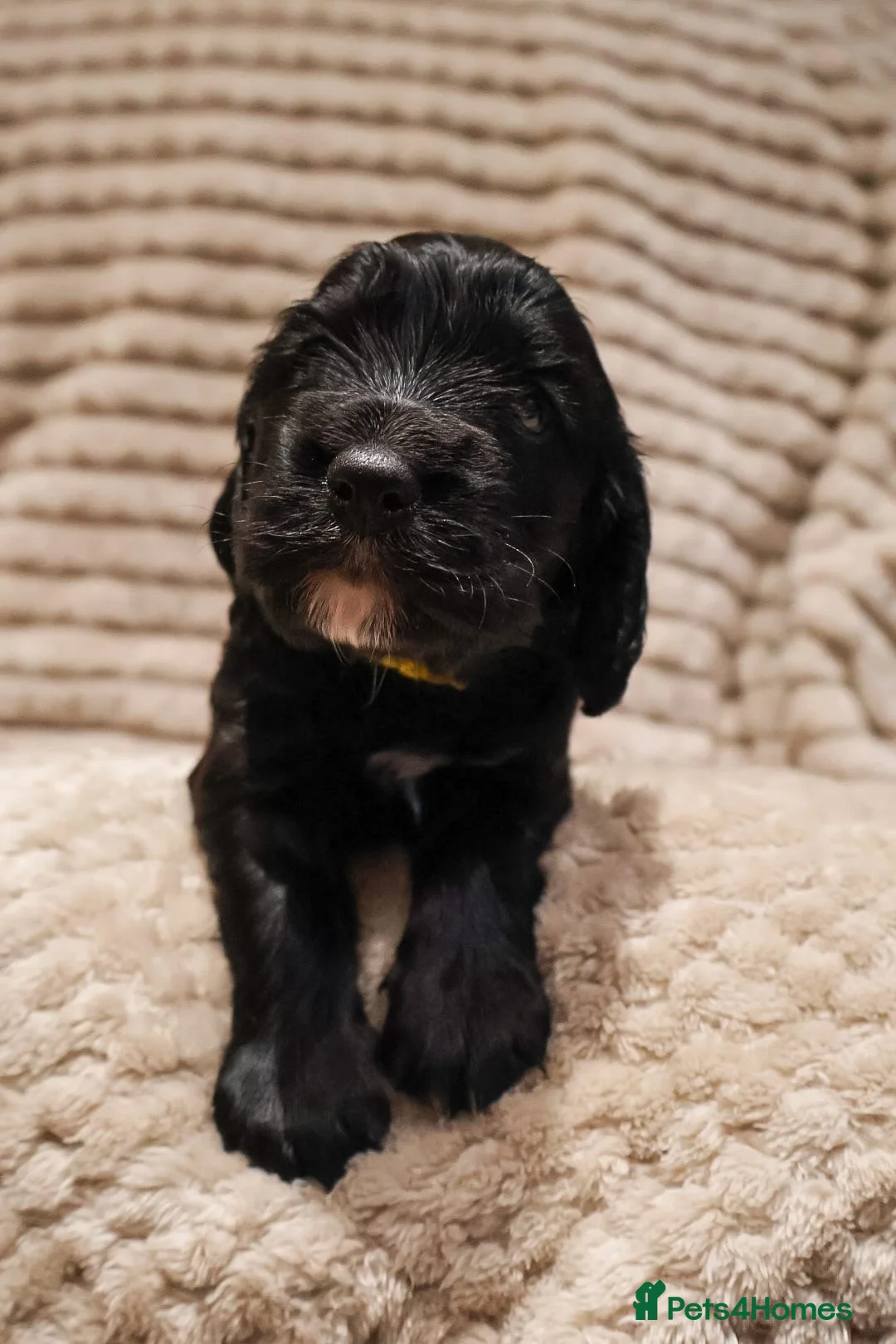 Cocker Spaniel dogs for sale: Cocker Spaniel Puppies - Advert 7
