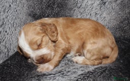Cocker Spaniel dogs for sale: Beautiful KC reg Cocker Spaniel Pups - Image 7