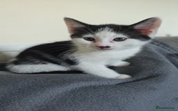 Domestic Shorthair cats for sale: 4 Adorable Kittens ready for their forever homes🩷 - Image 5