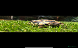 Hermann Tortoise reptiles for sale: Herman tortoises  - Image 5