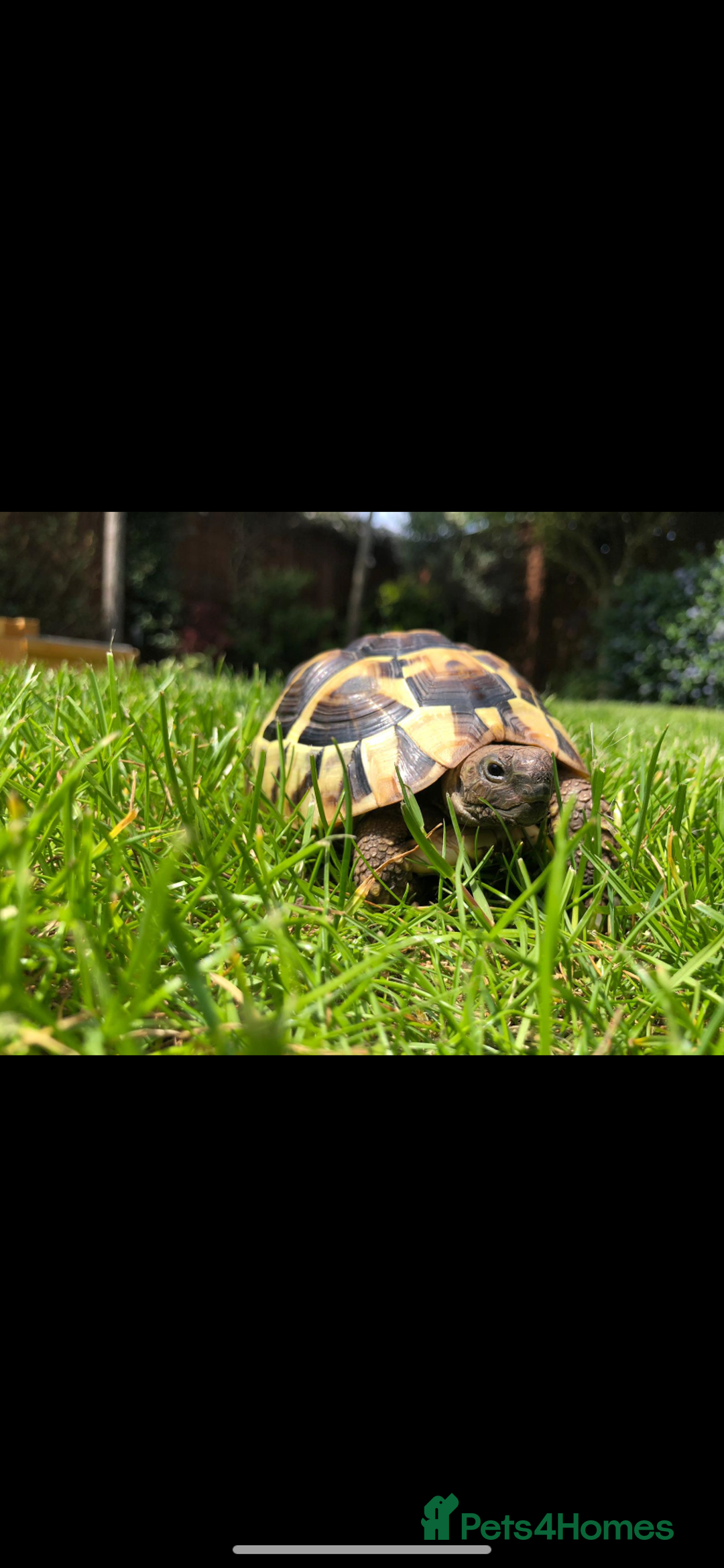 Hermann Tortoise reptiles for sale: Herman tortoises  - Image 5