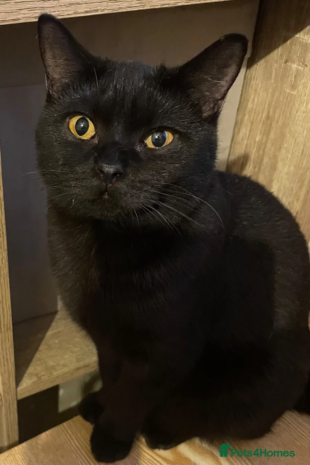 British Shorthair cats for sale: Black young male  - Advert 1