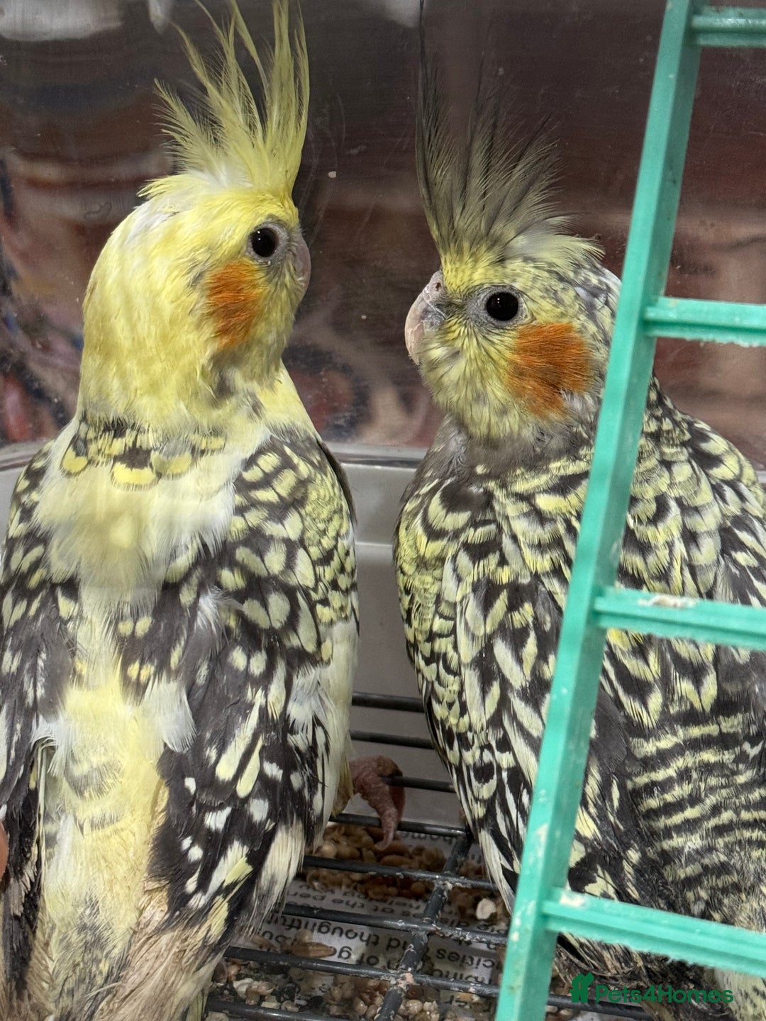 Cockatiels birds for sale: Baby cockatiels  - Advert 7