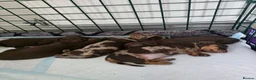 Dachshund dogs for sale: 5 mini daschund puppies are looking for home - Advert 8
