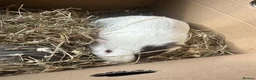 Guinea Pig rodents for sale: Male guinea pig pair (free to loving home)  in Hartlepool - Advert 5