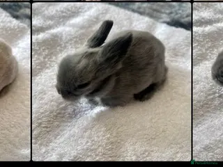 Lionhead rabbits Adorable Lionhead bunnies - Advert 18