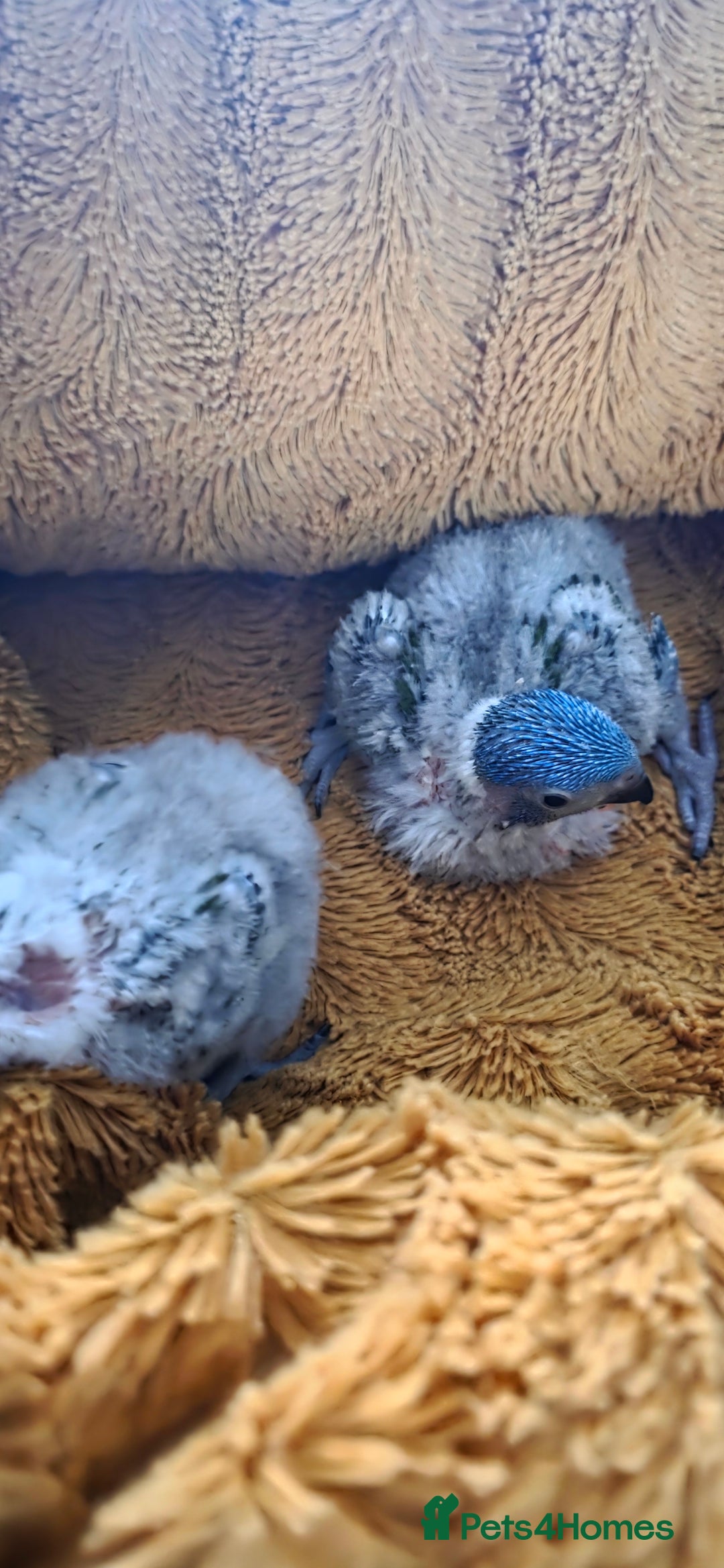 Lorikeets birds for sale: Rainbow Lorikeet Chicks (Trichoglossus moluccanus) - Advert 5