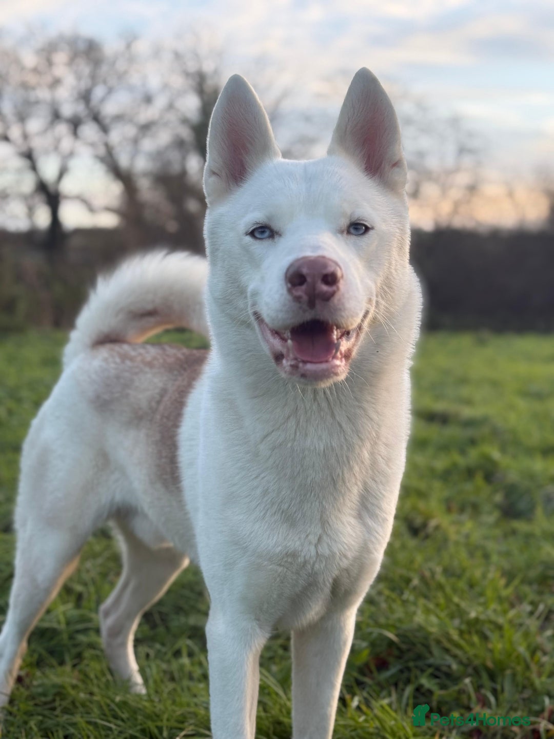 Siberian Husky dogs for sale: Rocco - Advert 3