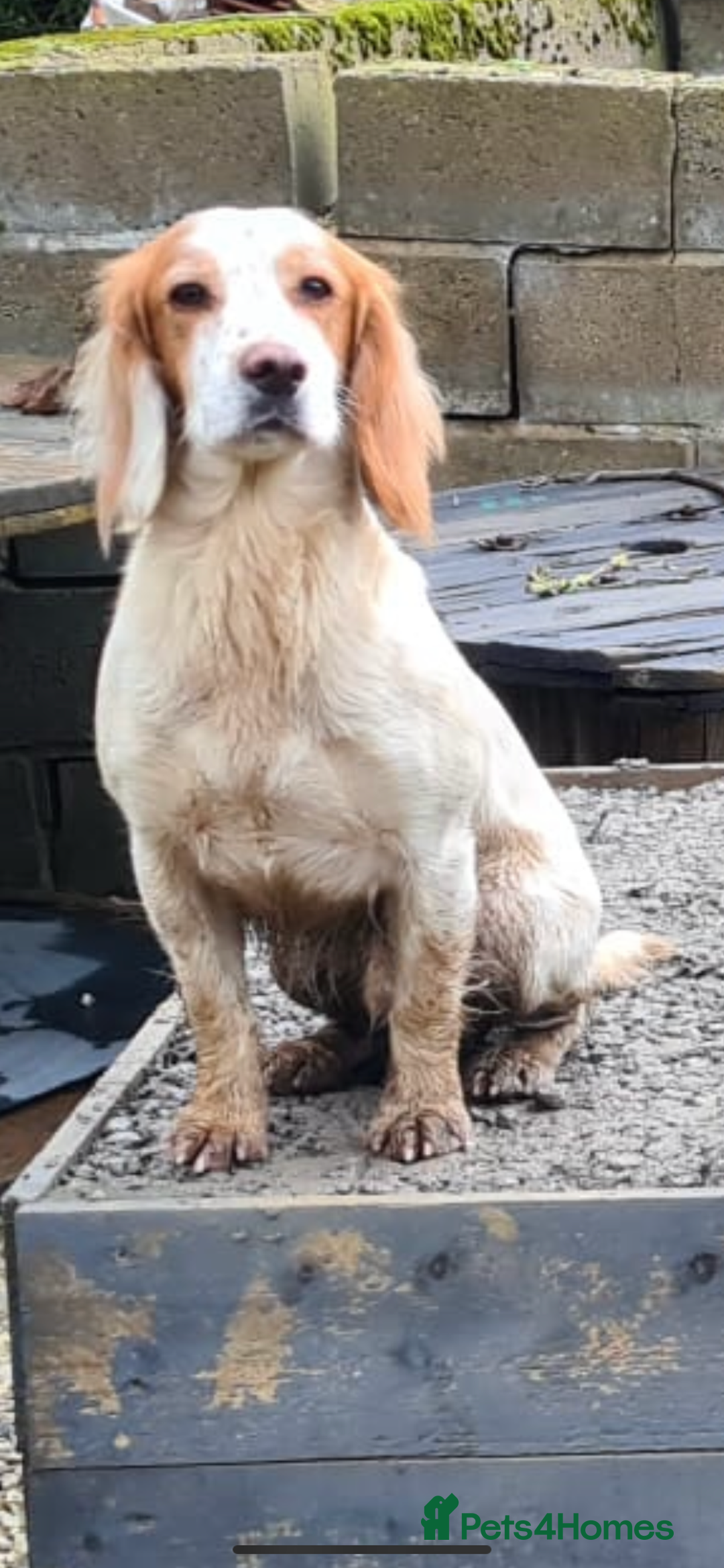 Cocker Spaniel dogs for stud: KC Registered Lemon and white cocker spaniel  in Pickering - Image 2