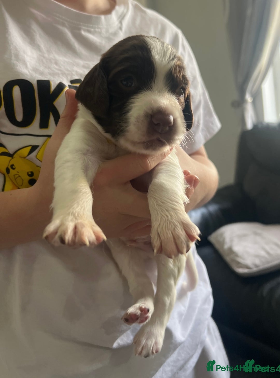 English Springer Spaniel dogs for sale: STUNNING liver and white KC ESS male  - Advert 25