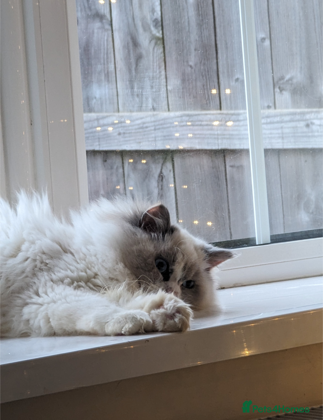 Ragdoll cats for sale: Sad Sale Beautiful Female Ragdoll - Advert 2