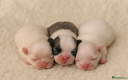Shih Tzu dogs for sale: Beautiful litter of Imperial shih tzu’s  - Image 1