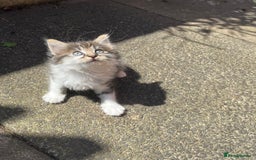 Mixed Breed cats for sale: Kittens for sale please read description  - Image 5