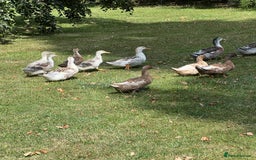 Ducks poultry for sale: Appleyard Ducks ( pure bread ) - Image 2