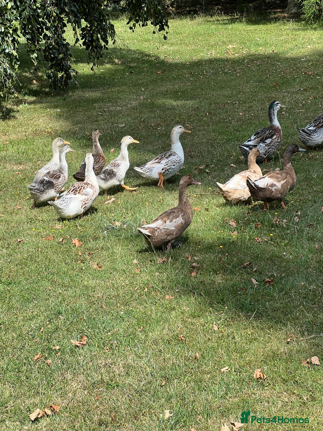 Ducks poultry for sale: Appleyard Ducks ( pure bread ) - Image 2
