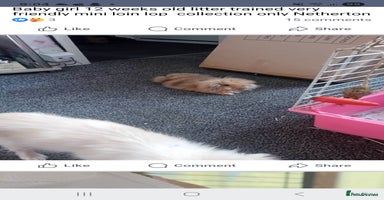 Mixed Breed rabbits - Advert 4