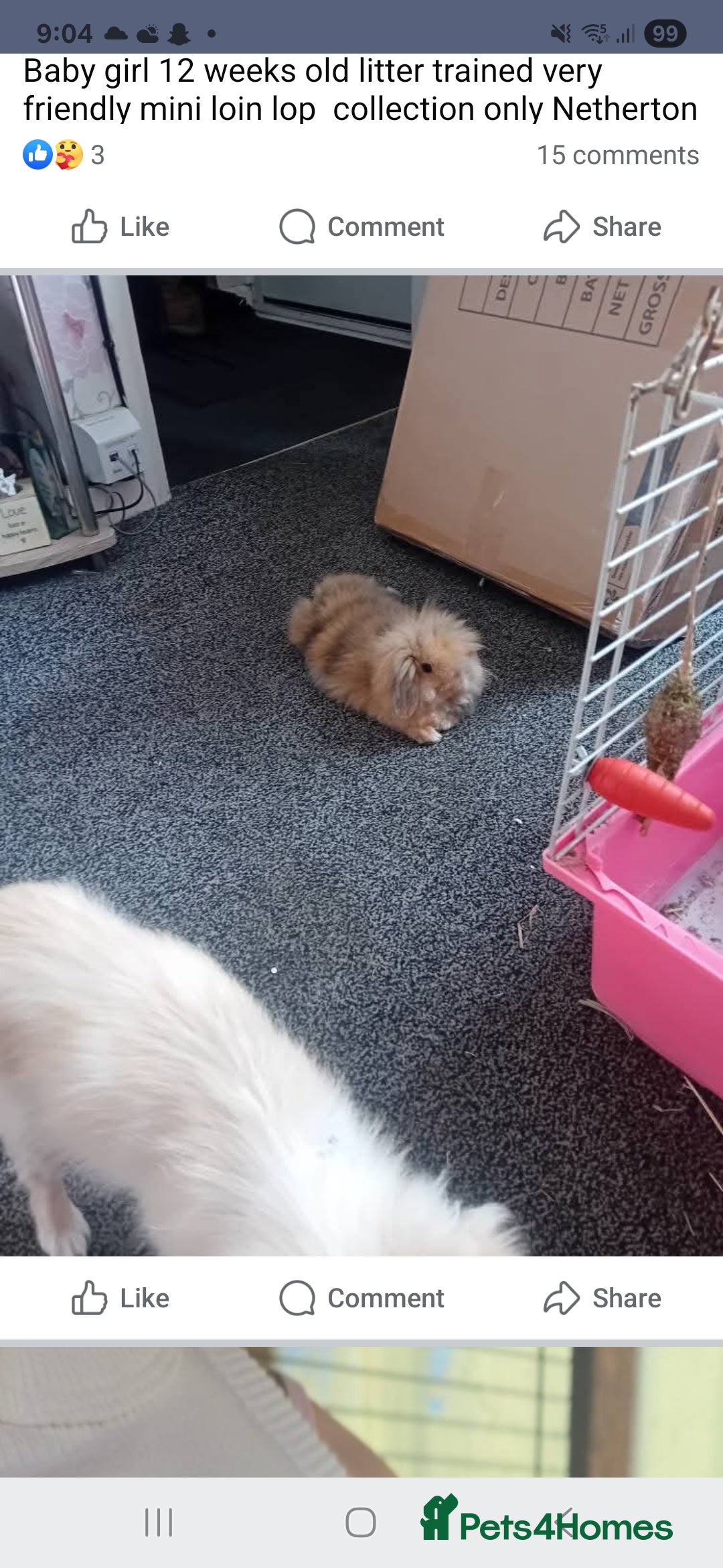 Mixed Breed rabbits for sale: Bby 12 week old little girl - Image 2