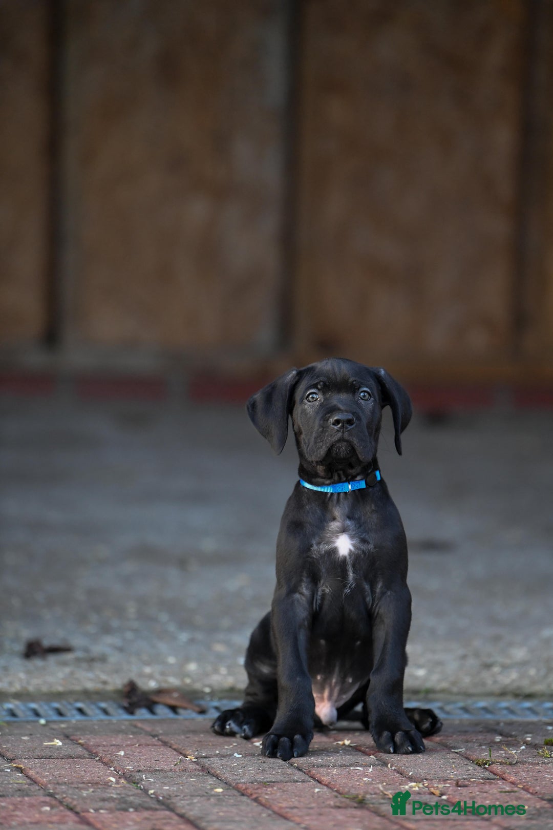 Cane Corso dogs for sale: Cane Corso pups  - Advert 14